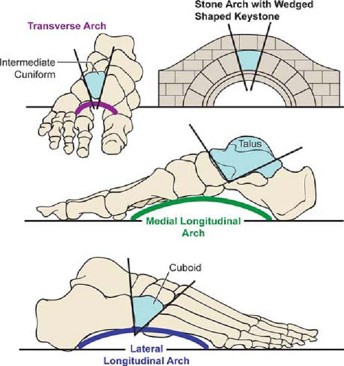 Until one year of age, infants have a bony pedal arch structure not ...